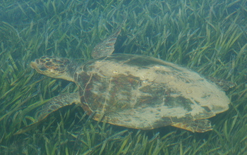 A sea turtle swims through a bed of seagrass in Shark Bay, Australia.